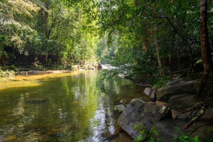 Sfeerafbeelding sinharaja nationaal park (1)